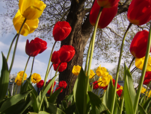 tulips_r14